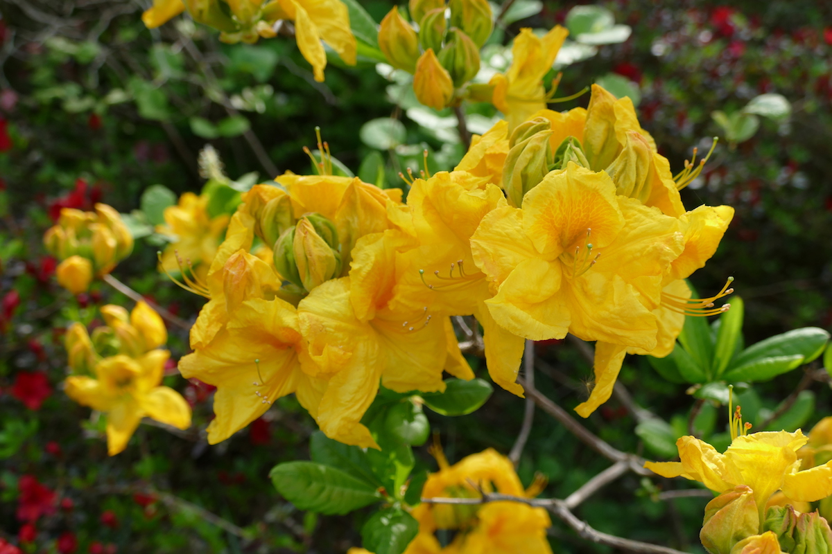 Unknown hybrid